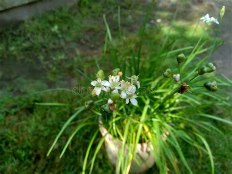 Chinesisch Kucai Kecai Porree Der Orientalischen Knoblauch Der Allium ...