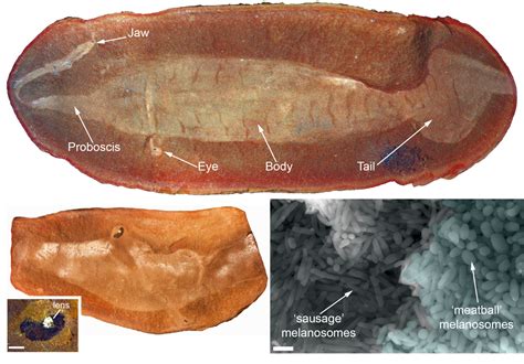 300 million year old 'Tully Monster' was a vertebrate, researchers identify