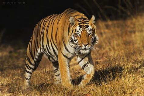 6 Top Tiger Photography Tips | Tiger Photography In India