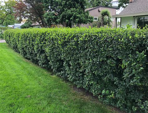 Cotoneaster Hedge | Okanagan Xeriscape Association