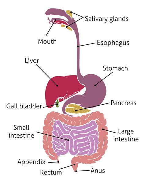 Digestive System Labeling Diagram