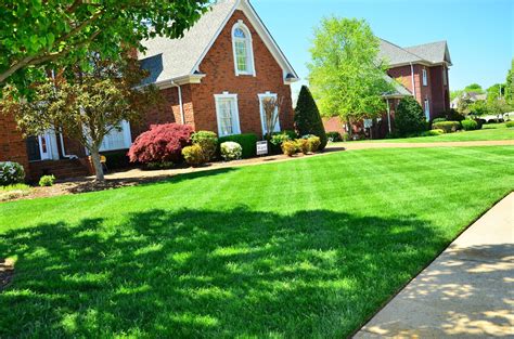8 Steps To Transform Your Unhealthy Lawn | My Decorative