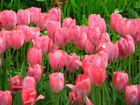 🔥 Download Soft Pink Tulips HD Desktop Wallpaper Widescreen High by @dmatthews76 | Pink Tulips ...