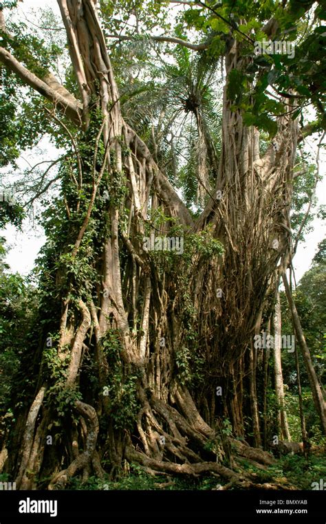 Fig tree (Ficus ottonifolia : Moraceae) in rainforest, Ghana Stock Photo - Alamy