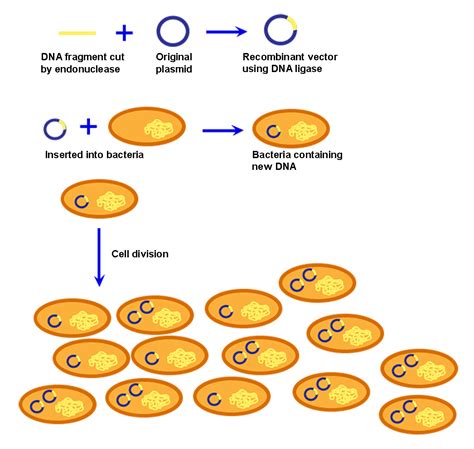 Cloning | Biology for Non-Majors I
