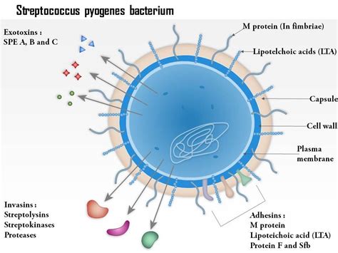 0814 Streptococcus Pyogenes Bacterium Medical Images For Powerpoint | PowerPoint Slide ...