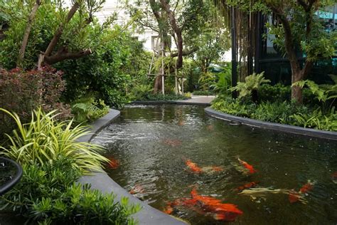 Koi Pond Swimming Pool - Can You Swim with Koi in Your Pond?