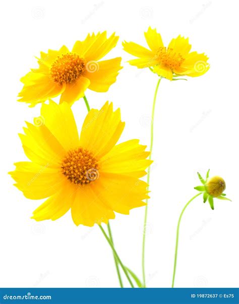 Yellow cosmos flower stock image. Image of vivid, beautiful - 19872637