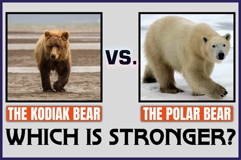 The Kodiak Bear Vs. The Polar Bear: Which Is Stronger? - Johnny Holland