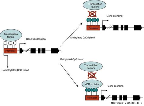 Epigenetics and epilepsy | Neurología (English Edition)