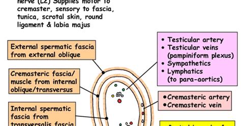 What I learned today...: Mnemonics... Contents of the Spermatic Cord