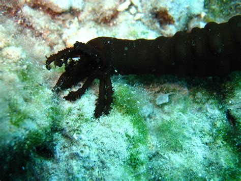 some sea cucumber (Synaptidae) | Sea cucumber, Weird and wonderful, Animals