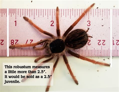 How We Measure Spiders – Fear Not Tarantulas, Inc.