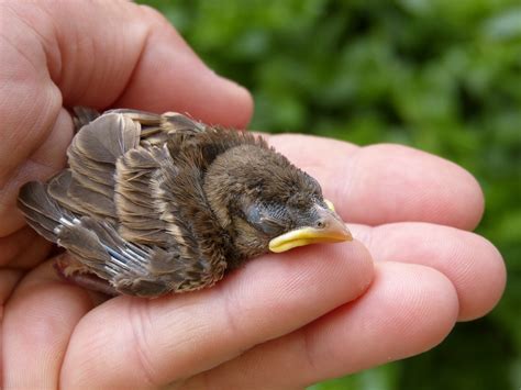 Free Images : hand, cute, wildlife, beak, care, baby, avian, fauna, close up, outdoors, feathers ...