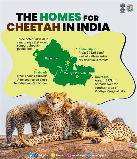 Kuno national park in Madhya Pradesh. Cheetah safari in Kuno national park