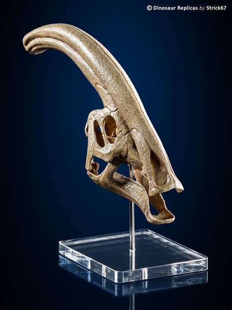 Replica Parasaurolophus skull scale model