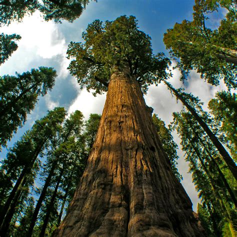 How Tall Is The Hyperion Tree : Shortly after it was measured and deemed the world's tallest ...