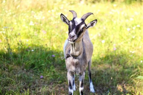 Toggenburg Goat Farming: A Comprehensive Information Guide