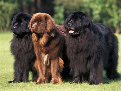 35 Very Beautiful Newfoundland Dog Pictures