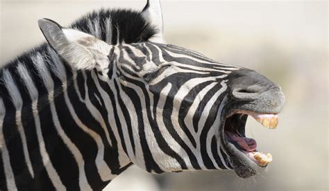 Zebra attacks keeper at National Zoo; spooked gazelle breaks neck and ...