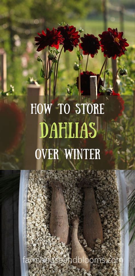 HOW TO STORE DAHLIAS OVER WINTER | Dahlia flower garden, Flower farm, Winter flowers garden