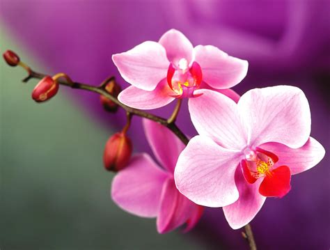 Beautiful Orchids Wallpapers - Top Free Beautiful Orchids Backgrounds - WallpaperAccess