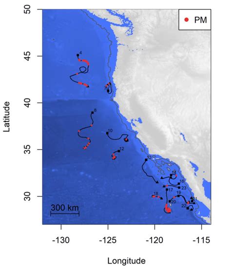 Acoustic detections of sperm whale (PM) echolocation clicks along ...