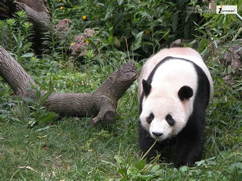 Nature Animals Panda Bears Hd Wallpaper | Nature Animals Pan… | Flickr
