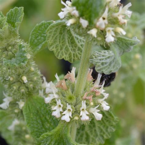 Marrubium vulgare Horehound White | Buy Herb Plants