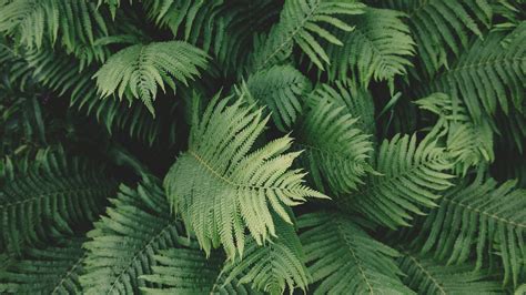 Green Plant Aesthetic Wallpapers on WallpaperDog