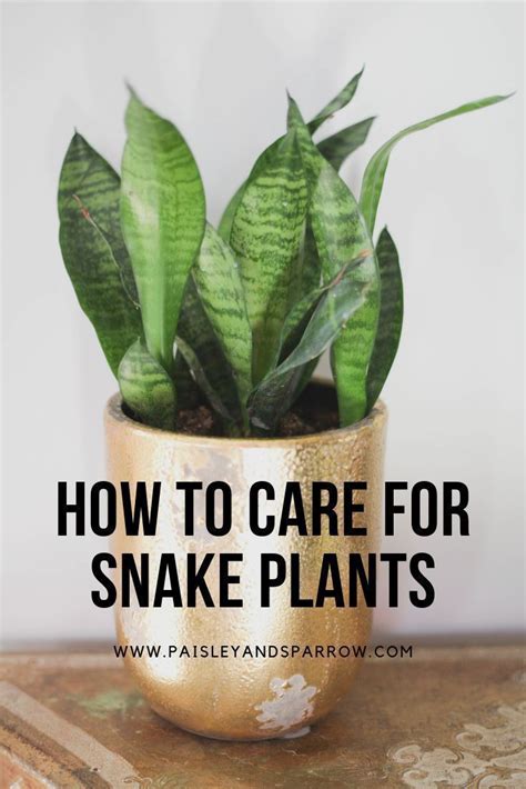 Snake Plant Care Tips & Tricks - Paisley Plants | Snake plant care, Snake plant, Low light plants