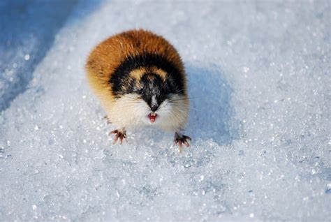 Lemming - A-Z Animals