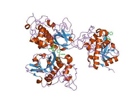 Cathepsin b