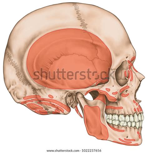 Origins Insertions Head Muscles Muscles Cranium Stock Illustration 1022237656 | Shutterstock