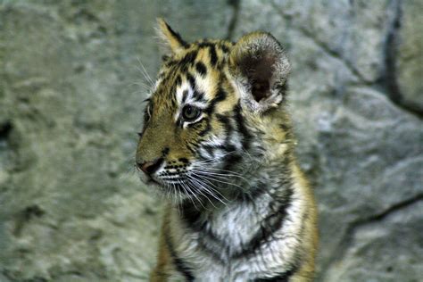 Amur Tiger Cubs | Three Amur (Siberian) Tiger cubs were born… | Flickr