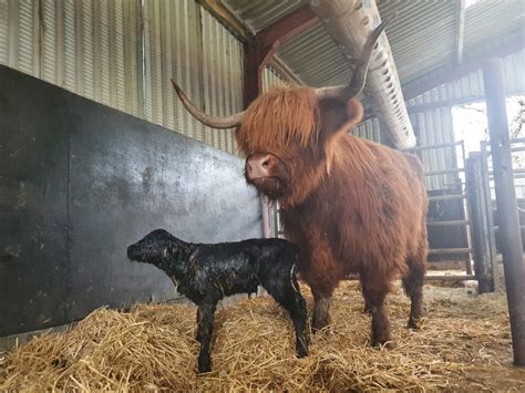 Two Cute Calves Join Highland Cattle At Pollok Park - Secret Glasgow