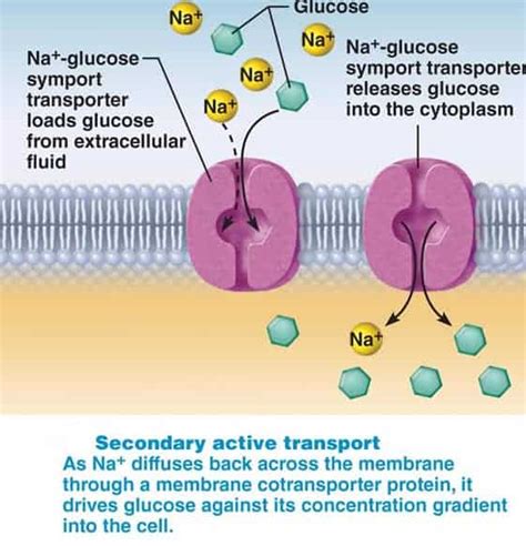 GLUCOSE TRANSPORTERS - New