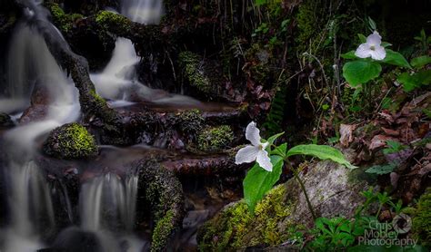 Smoky Mountain Wildflowers