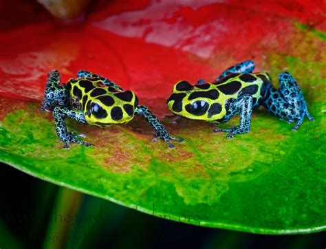 Slideshow | Dendrobates imitator | Poison dart frogs, Dart frog, Frog