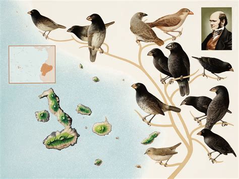 Darwin, Galapagos finches | Evolutionary biology, Natural selection, Darwin