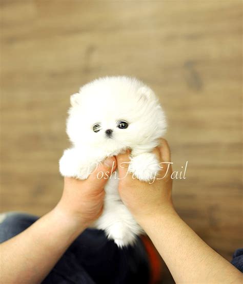 Cutest posh Pomeranian More available at www.poshfairytail.com | Cute baby animals, Puppies ...