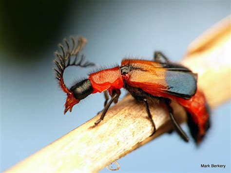 Australian insect | Nature l, Australian insects, Insects