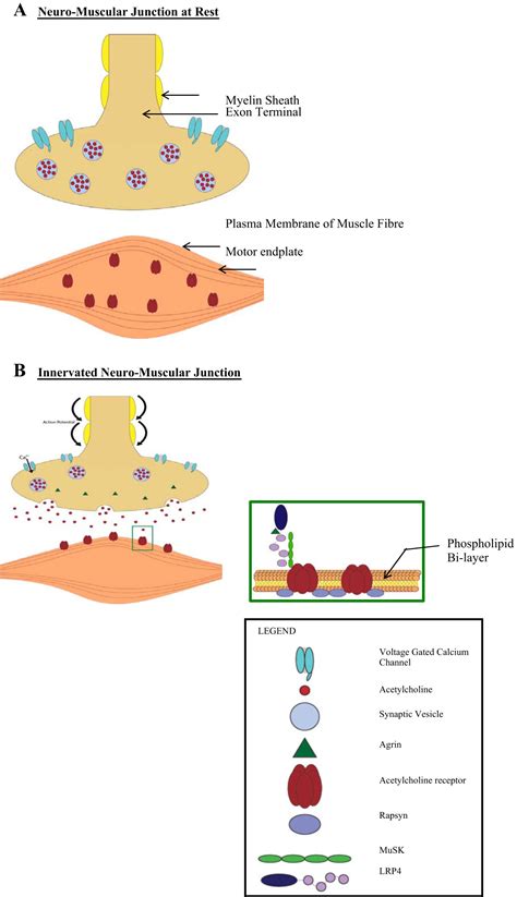 Synapse formation: from cellular and molecular mechanisms to ...