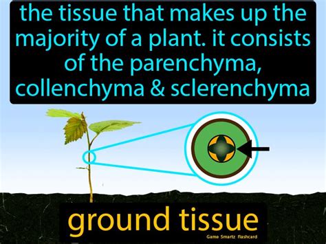 Ground Tissue - Easy Science | Ground tissue, Medical school essentials ...