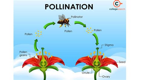 Entomophily or Insect Pollination: Definitions, Examples, History, Etymology, Taxonomic ...