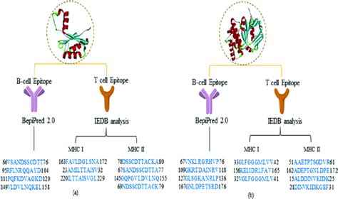 B-cell and T-cell epitope predicted residues for target antibody... | Download Scientific Diagram