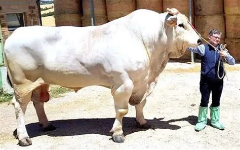 Meet The 10 Biggest Bulls In The World