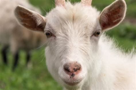 Strange Noises This Goat Makes Will Leave You Wondering How?