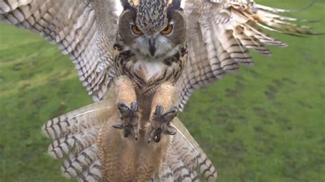 Eagle owl in flight high speed camera AMAZING slow motion camera - YouTube