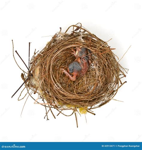 Baby bird in a nest stock image. Image of robin, close - 42913471